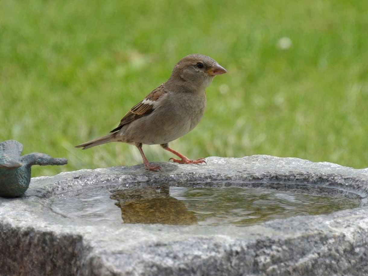 hartmann_leistungen_vogeltraenken